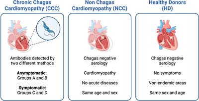 Trypanosoma cruzi-specific CD8+ T cells and other immunological hallmarks in chronic Chagas cardiomyopathy: Two decades of research